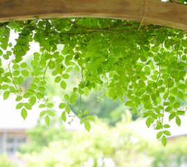 プランターで作るグリーンカーテンで遮熱＆収穫を楽しむ